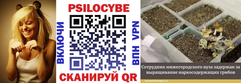 ссылка на мегу как зайти  Глазов  Псилоцибиновые грибы Psilocybine cubensis 